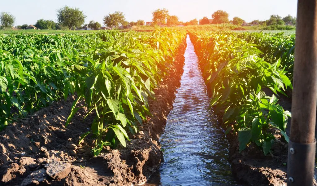 Crop Diversity in India (2) Crop Diversity in India (2)