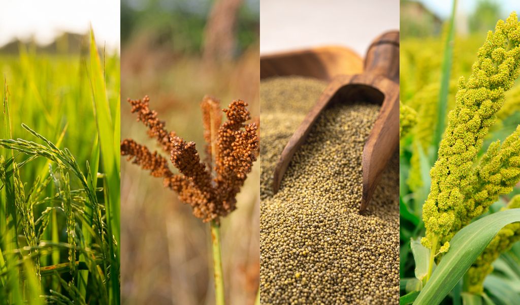 Rice cultivation in india Rice cultivation in india