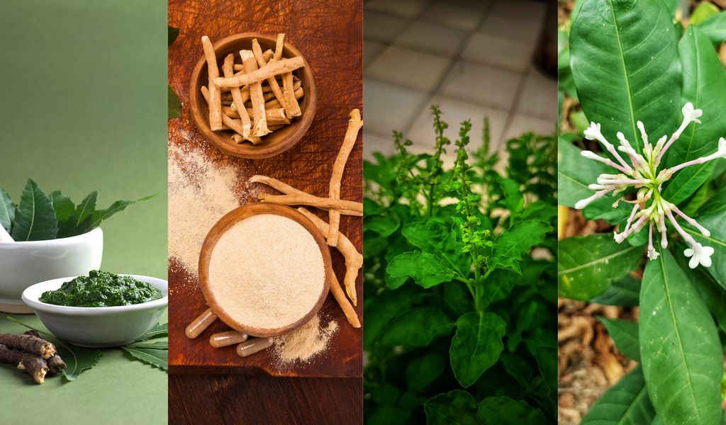 medical and aromatic plants medical and aromatic plants