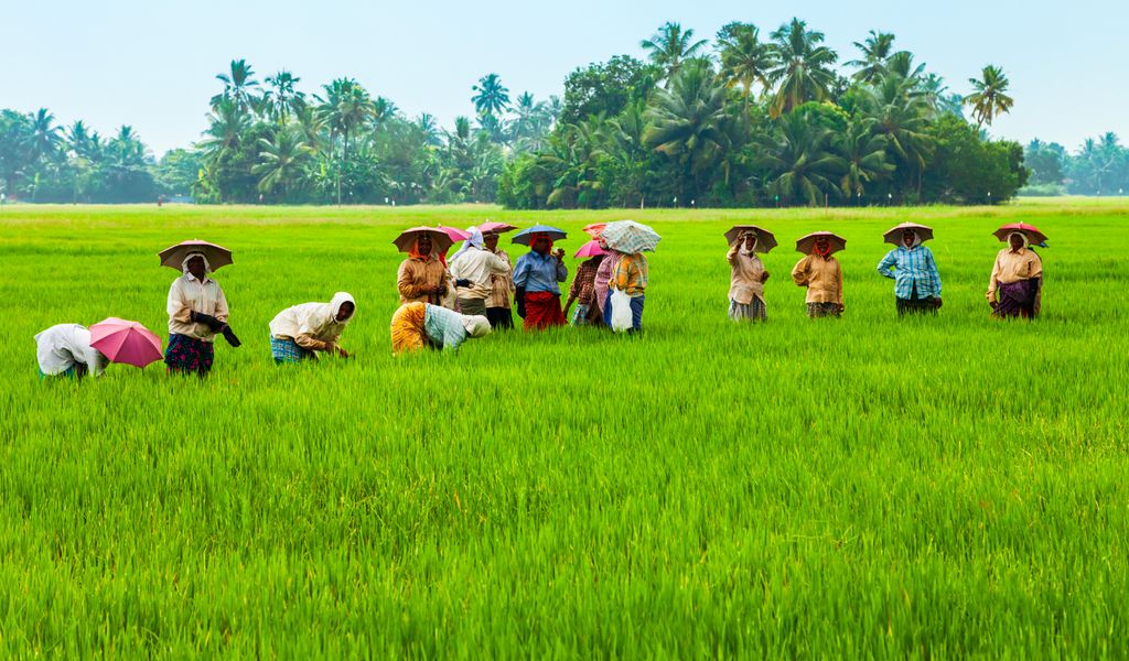 rice cultivation and cultural significance rice cultivation and cultural significance