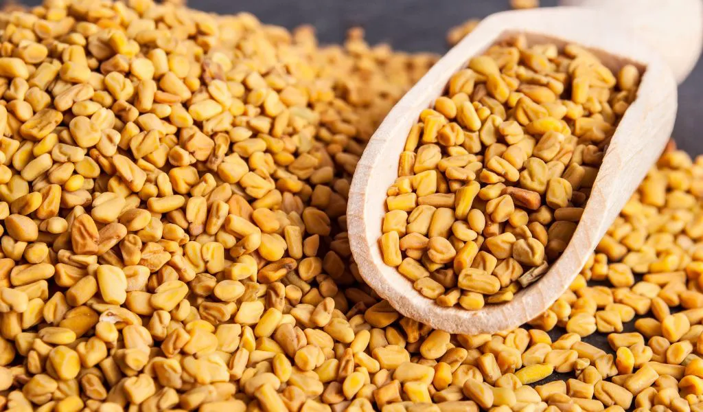 Fenugreek Fenugreek