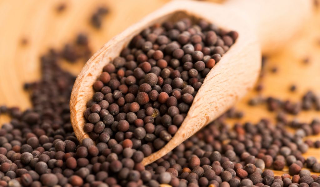 Mustard Seeds Mustard Seeds