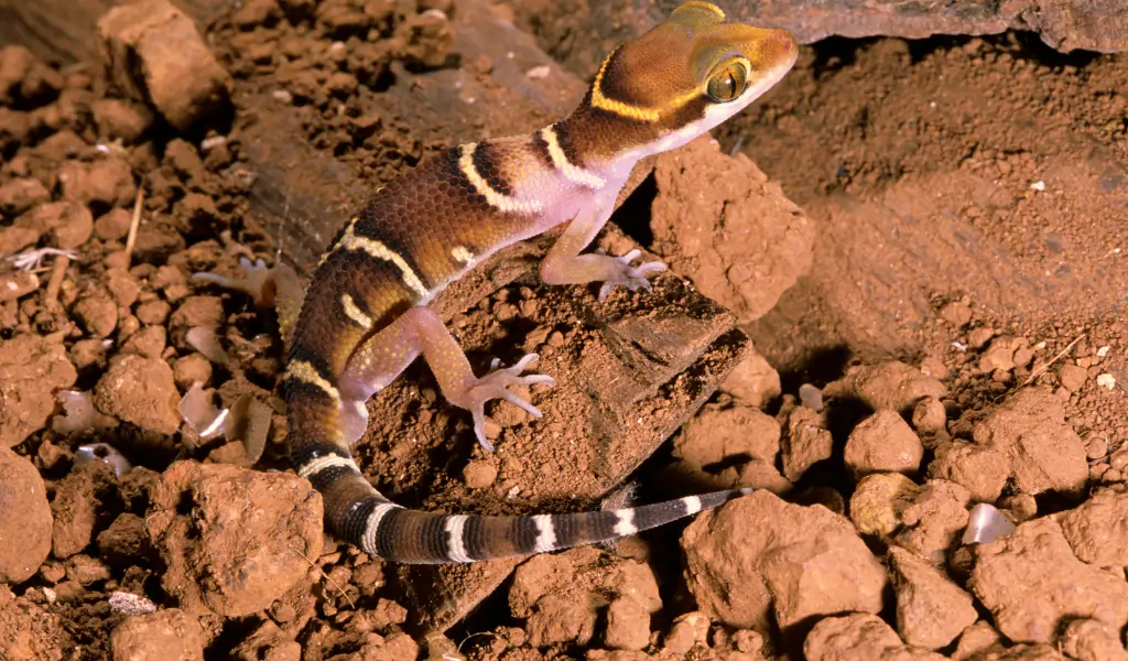 Deccan Banded Gecko Deccan Banded Gecko