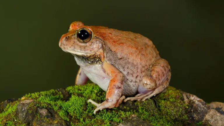 The Role of Macro Photography in Conservation of Flora and Fauna