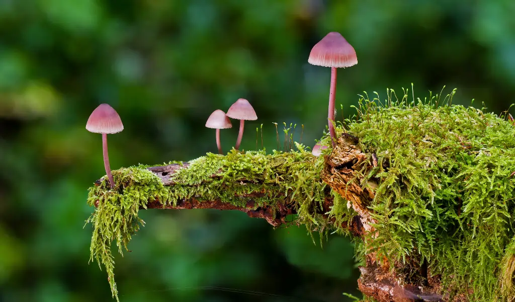 Tiny Mushrooms on the Moss