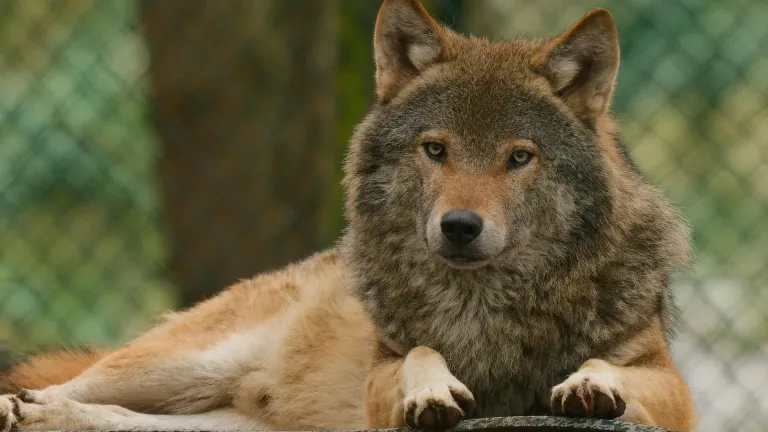 Animal Attacks in Captivity Real Incidents, Causes, Prevention, and Ethical Concerns