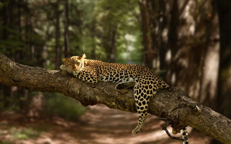 Top 3 Places To See Leopards In Rajasthan, India