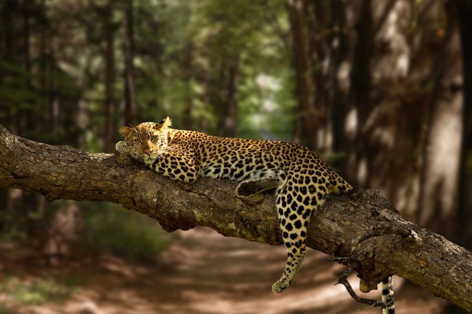 Top 3 Places To See Leopards In Rajasthan, India