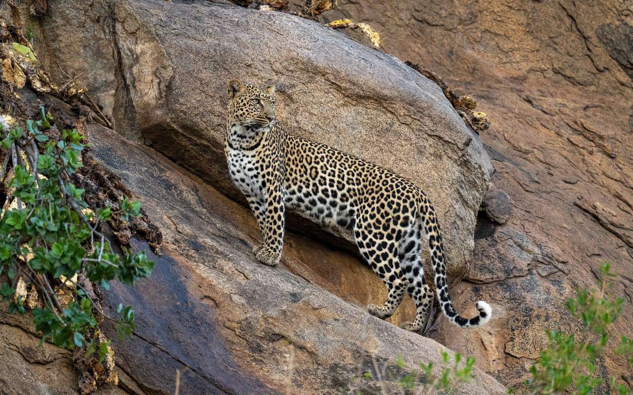 leopard standing in Jawai leopard standing in Jawai