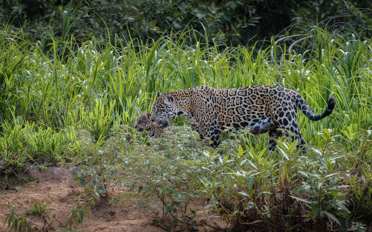 leopard with cub in Amagarh Leopard Reserve leopard with cub in Amagarh Leopard Reserve