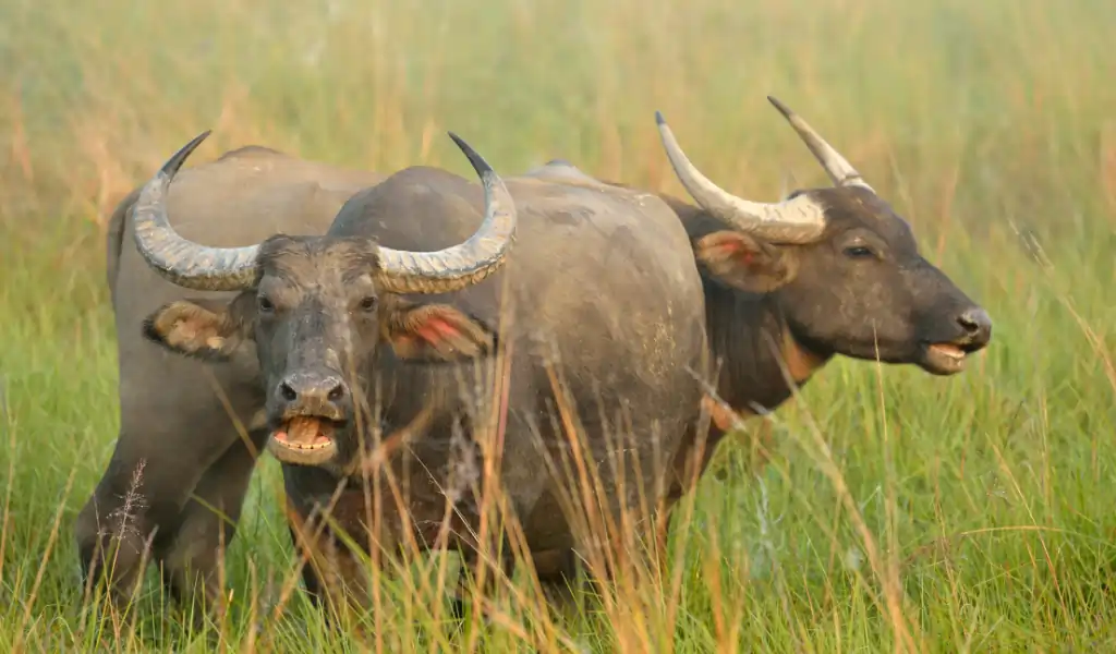 A pair of wild Water Buffalo feed in Kaziranga National Park A pair of wild Water Buffalo feed in Kaziranga National Park