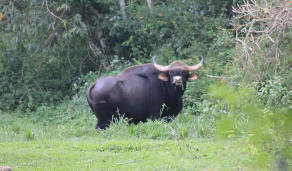 Bull Gaur in bandipur Tiger Reserve Bull Gaur in bandipur Tiger Reserve