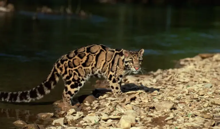 Clouded leopard on a riverbank (opens in a new tab or window)