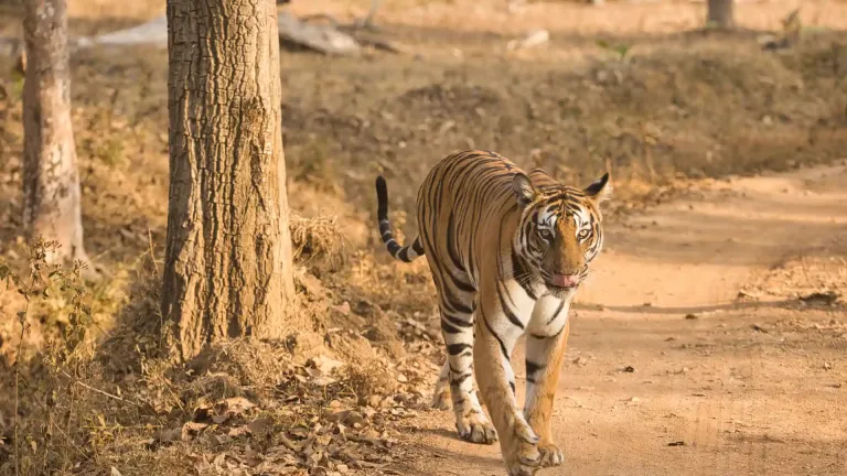Female Bold and Ferocious Tiger at Kabini, Nagarhole National Park, Karnataka, India . Safari Experiences in South India