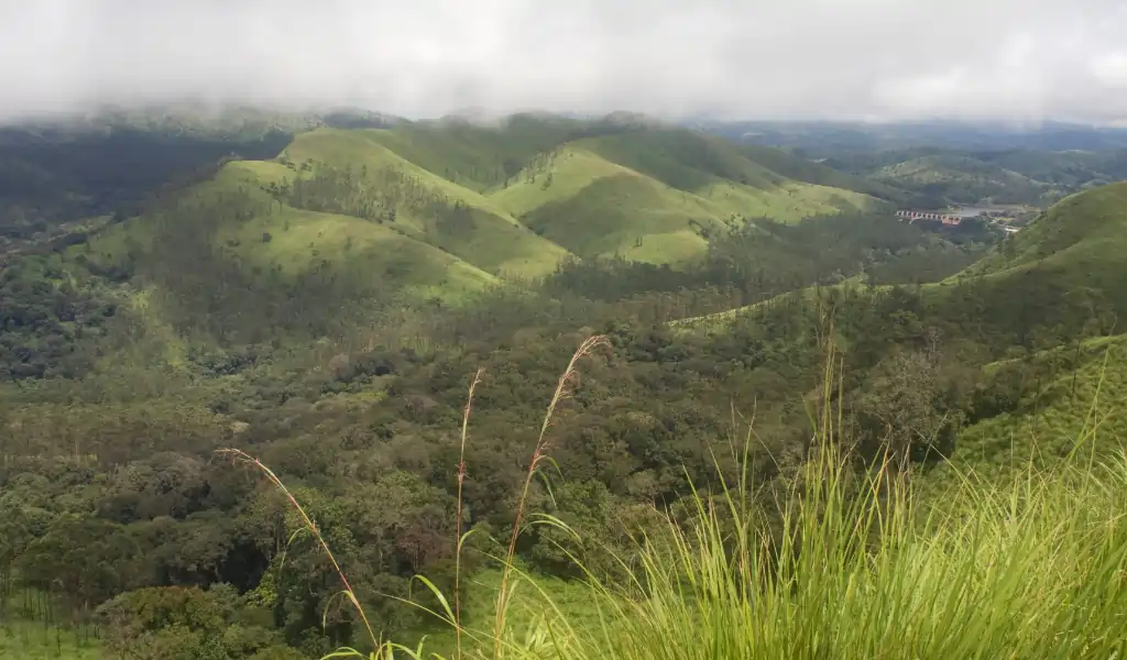 Grassland biomes in the periyar tiger reserve Grassland biomes in the periyar tiger reserve