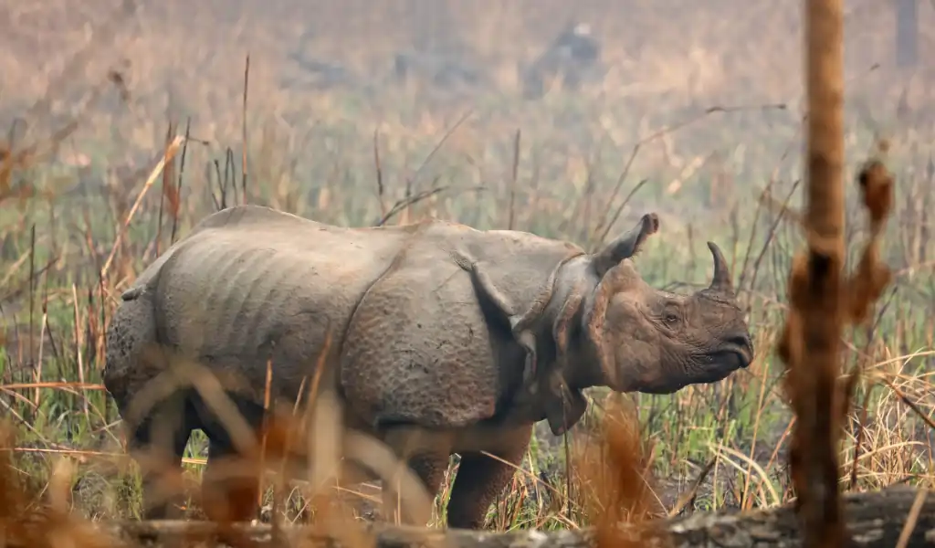 Indian rhinoceros in the forest Indian rhinoceros in the forest