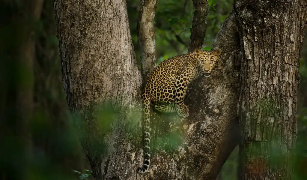 Nagarhole Tiger reserve is one of the famous tiger reserve in India and very famous for Indian leopard Nagarhole Tiger reserve is one of the famous tiger reserve in India and very famous for Indian leopard