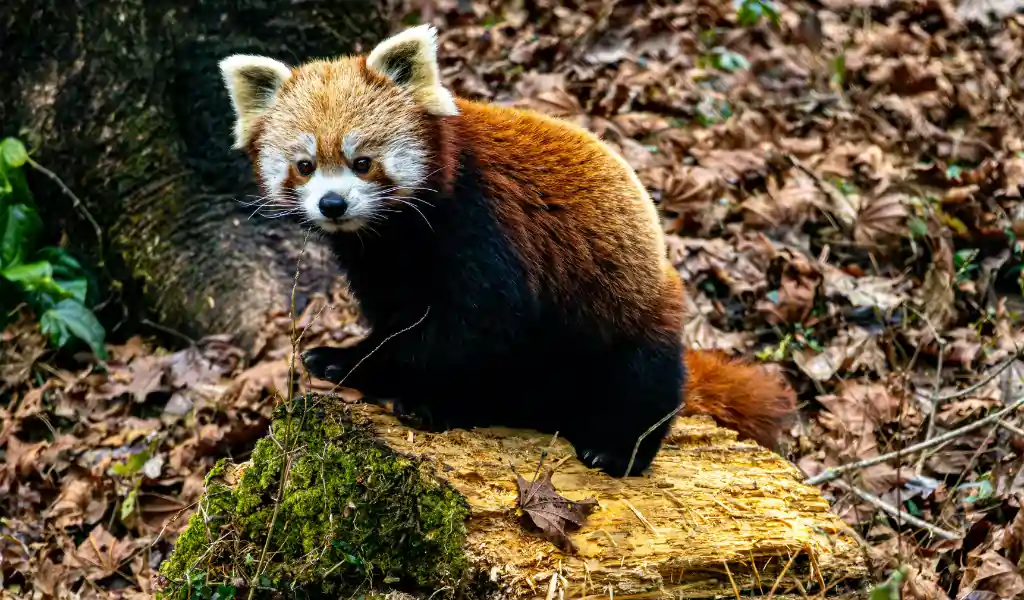 Red Panda on Forest Floor with Autumn Leaves Red Panda on Forest Floor with Autumn Leaves