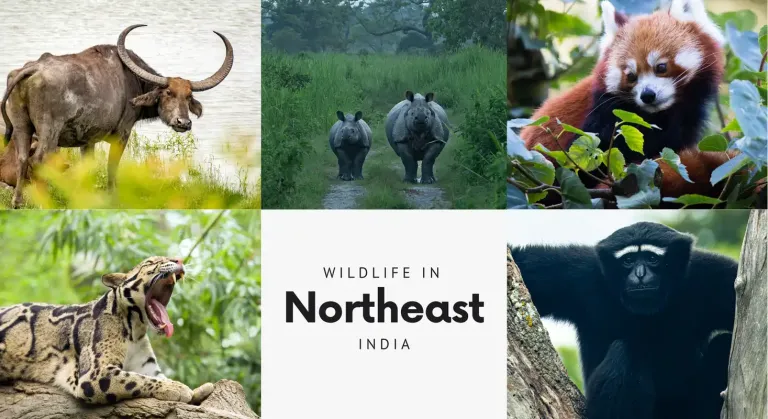 Top 05 Attractive Wildlife in Northeast India