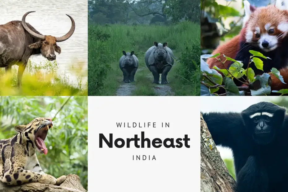 Top 05 Attractive Wildlife in Northeast India