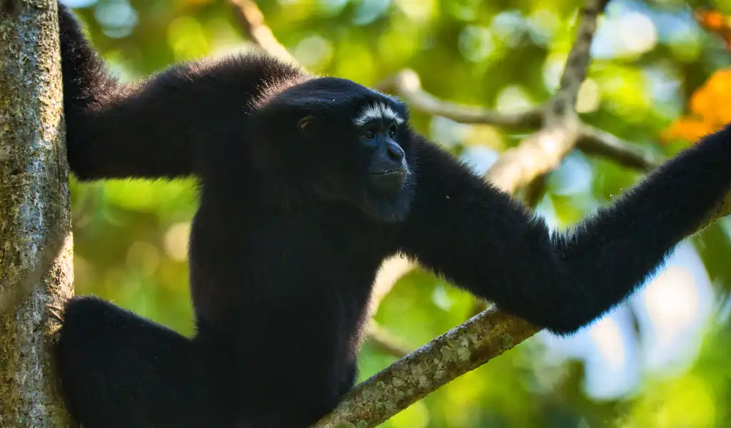 a portrait photo was captured while the gibbon observing the other gibbons a portrait photo was captured while the gibbon observing the other gibbons