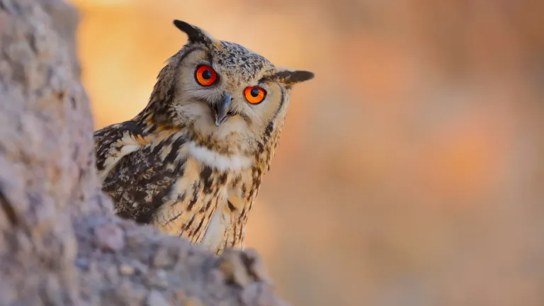 Animals That See the World in Super Panoramic Vision