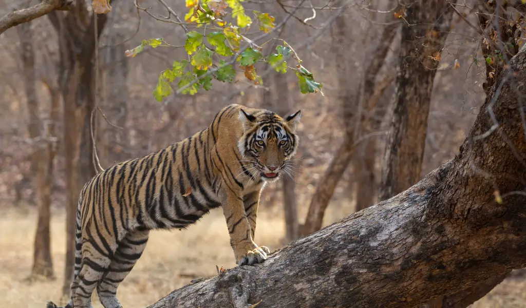 Bengal tiger in India Bengal tiger in India