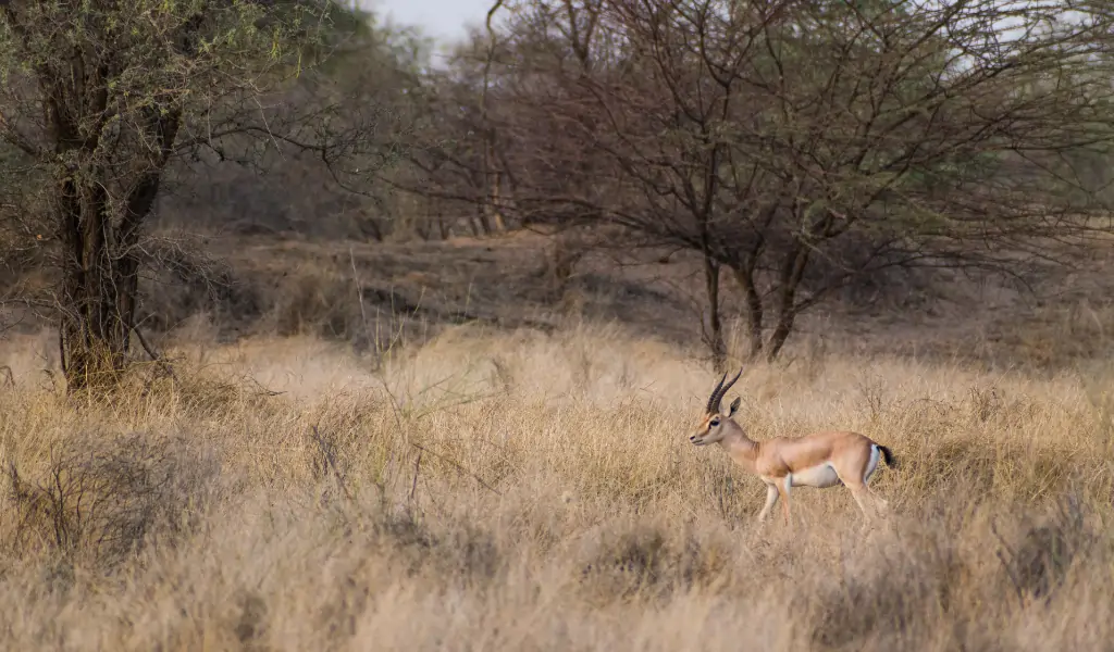 Chinkara Chinkara