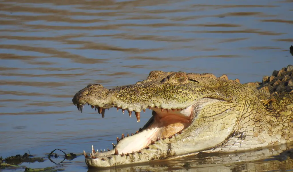 Close Up Shot of a Crocodile Close Up Shot of a Crocodile
