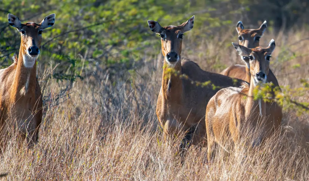 Group of Nilgai Antelopes Group of Nilgai Antelopes