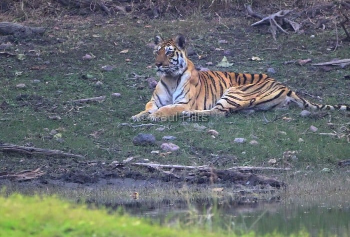 images of Paul Hilts in pench 3 images of Paul Hilts in pench 3