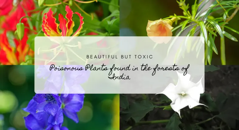 Beautiful but Toxic Poisonous Plants found in the forests of India