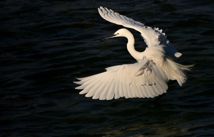 Egret Egret