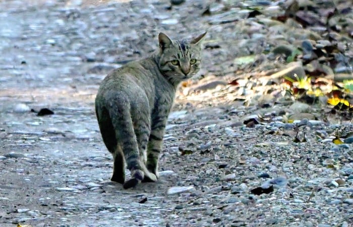 Indian Jungle Cat Indian Jungle Cat