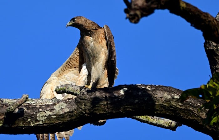 Oriental Honey Buzzard Oriental Honey Buzzard