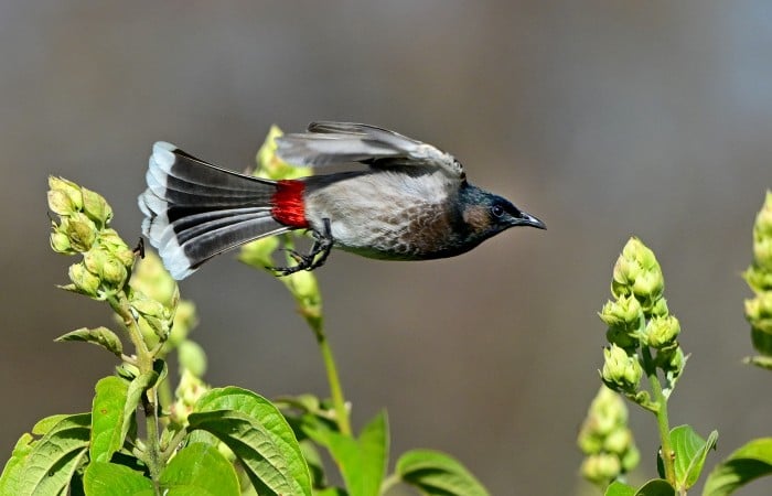Red vented Bulbul Red vented Bulbul