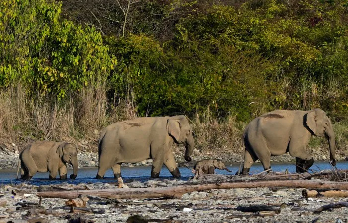wild elephants including this little family