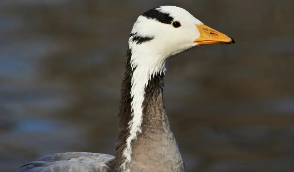 Bar headed Goose Bar headed Goose