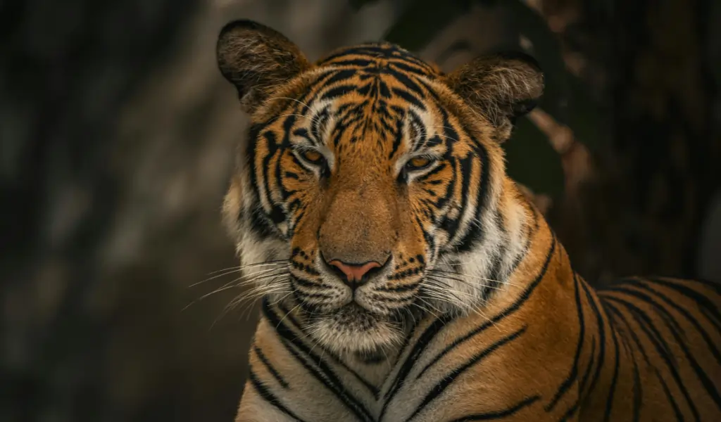 Majestic Bengal Tiger Resting in Natural Habitat Majestic Bengal Tiger Resting in Natural Habitat