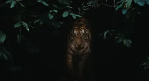 Record Holders of Indian Wildlife Nature’s Extreme Performers