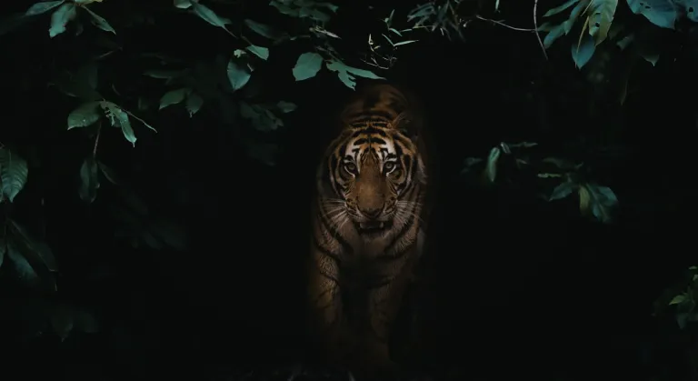 Record Holders of Indian Wildlife Nature’s Extreme Performers