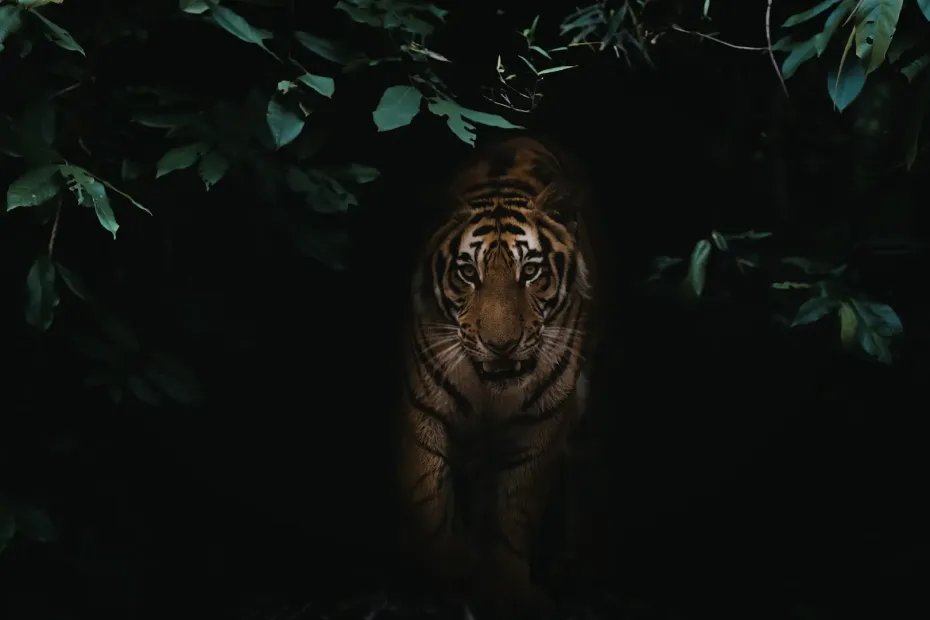 Record Holders of Indian Wildlife Nature’s Extreme Performers