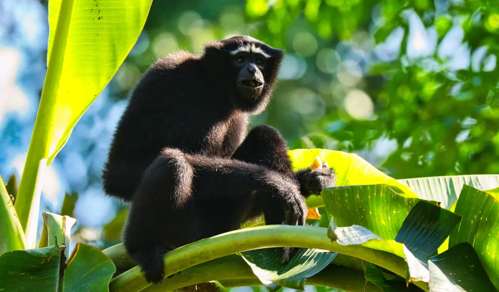 The Hoolock gibbon looed at us while eating Banana The Hoolock gibbon looed at us while eating Banana