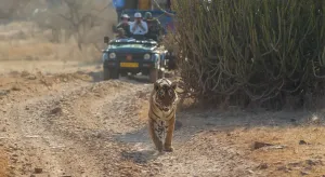 Why Smartphones Are Banned During Wildlife Safari Tours in tiger reserves of India
