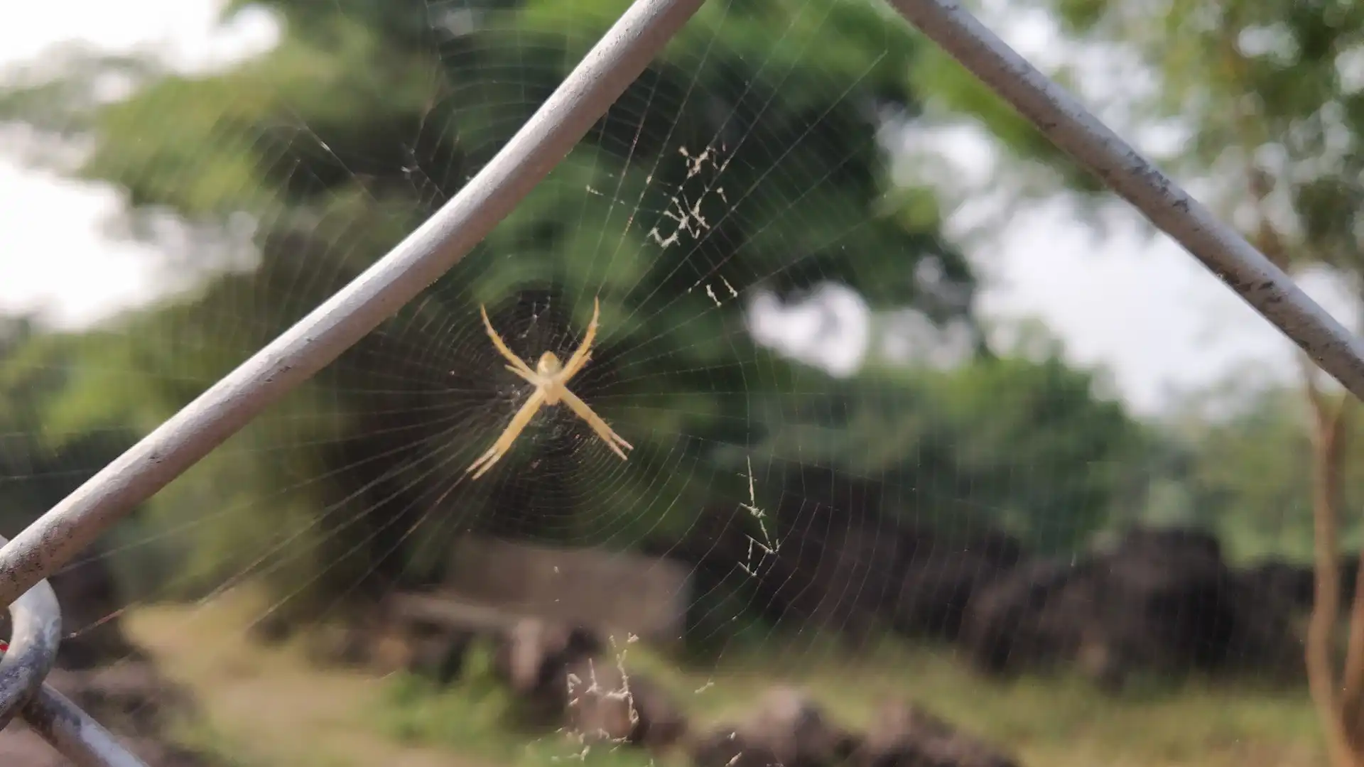 biodiversity around the salkhan fossil park optimized biodiversity around the salkhan fossil park optimized