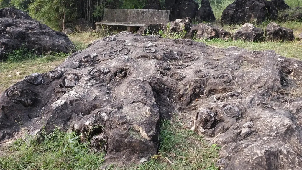 group of stromatolites fossils which is more than 1 billion year old optimized group of stromatolites fossils which is more than 1 billion year old optimized