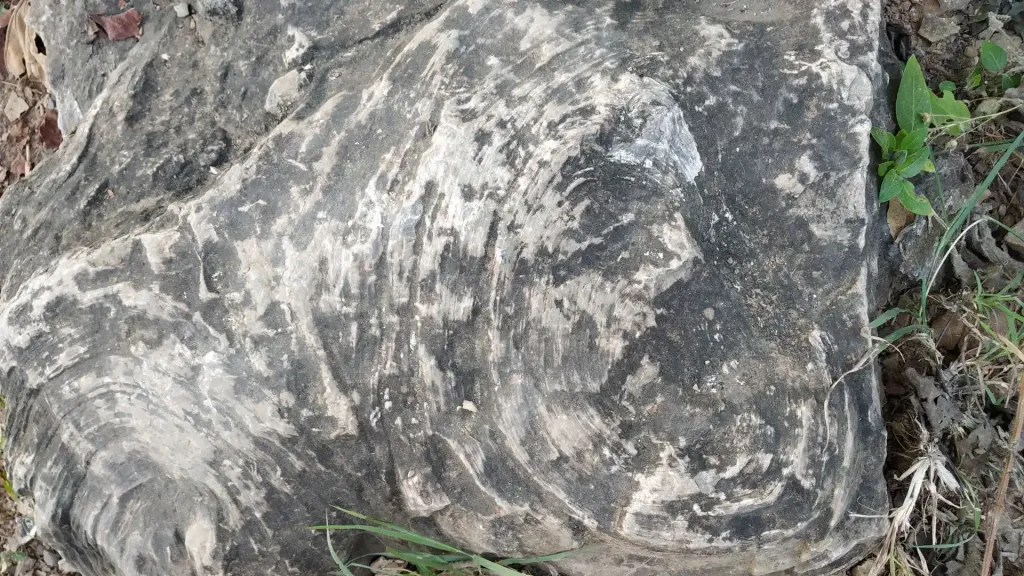 indivisual profile of stromatolite fossil in fossil park of India optimized indivisual profile of stromatolite fossil in fossil park of India optimized