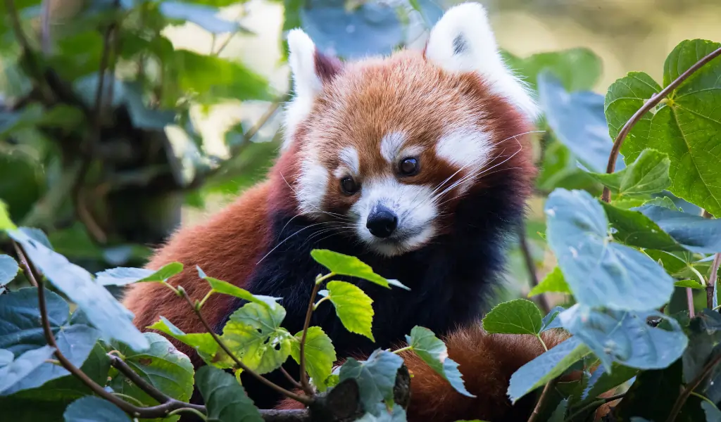 A picture of a red panda A picture of a red panda