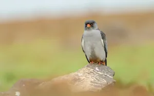Amur falcon (Falco amurensis) sitting on a stone