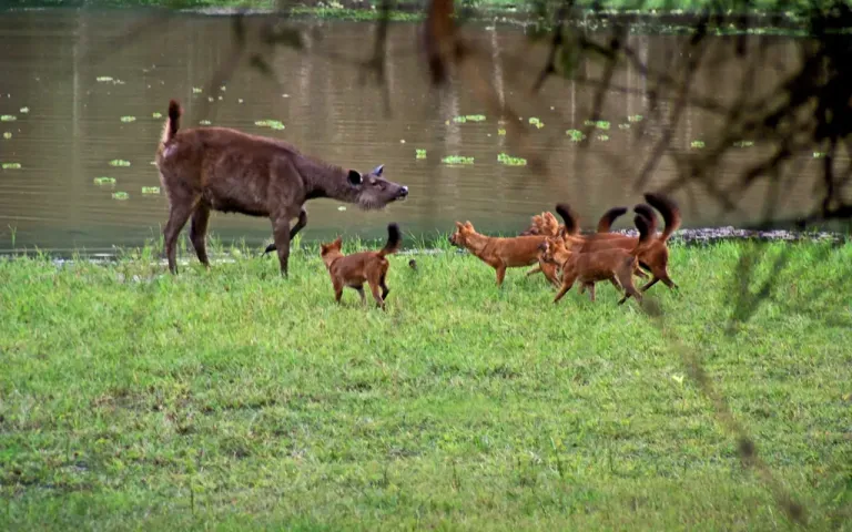 DHOLES Indian Wild Dogs spotted in kaziranga
